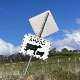 Livestock on Roads and Driving to Conditions 