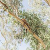 Get Ready To Go Wild at Koala Festival 2025