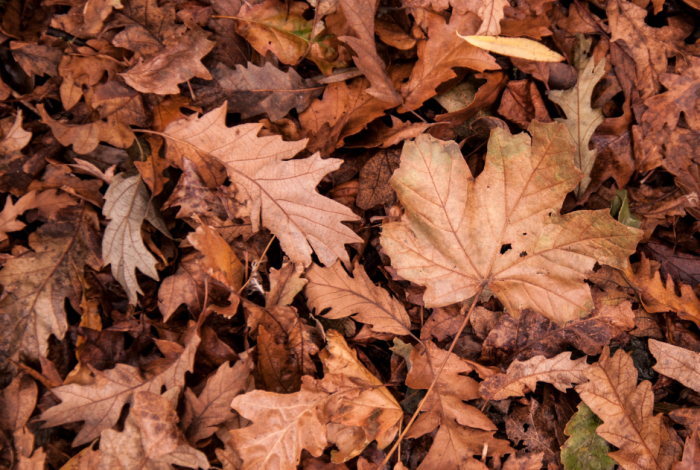 Leaf Collection Service Commencing 