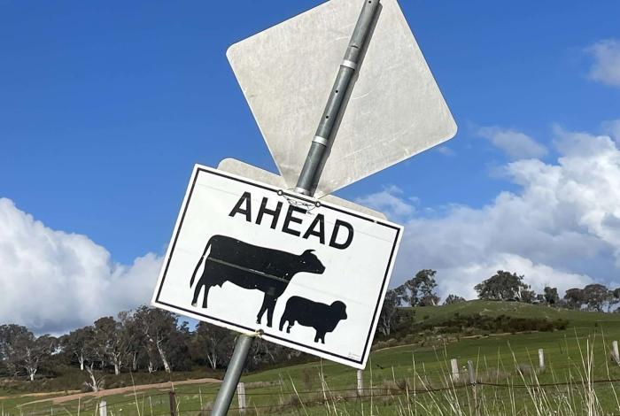 Livestock on Roads and Driving to Conditions 