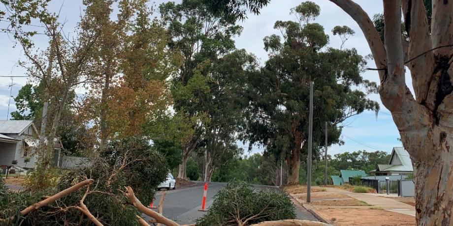Fallen tree limbs in Midgeon Street Narrandera