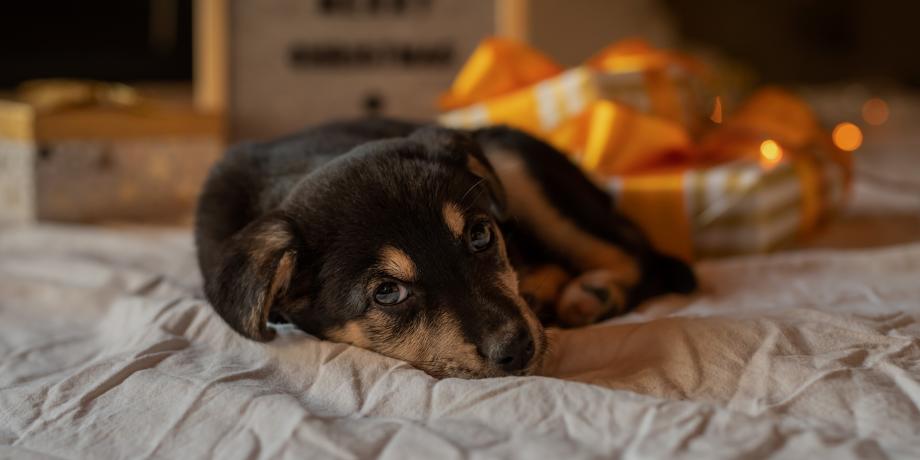 Pets do not make good Christmas gifts