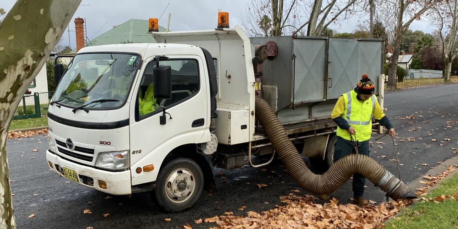 Narrandera Leaf collection