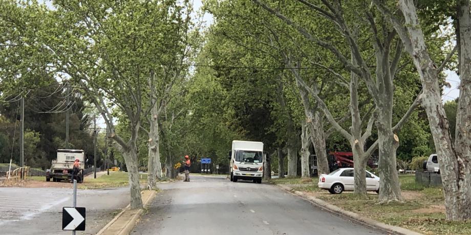 Tree pruning