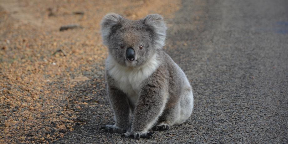 Wildlife Ahead