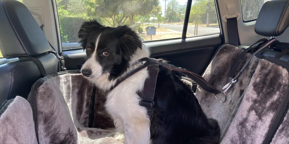 dog in car