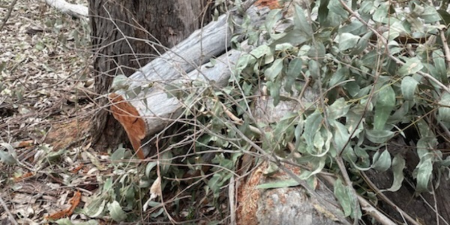 Tree removal in the Flora and Fauna Reserve