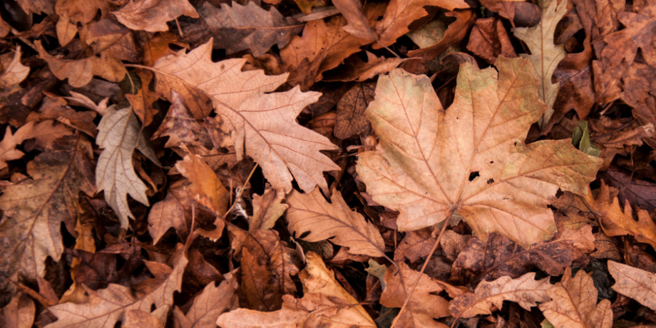 Leaf Collection Service Commencing
