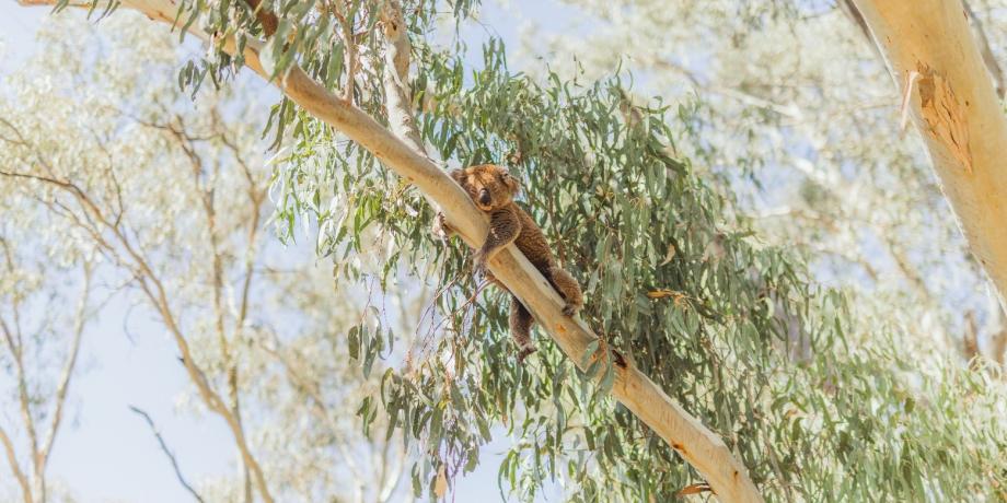 Get Ready To Go Wild at Koala Festival 2025