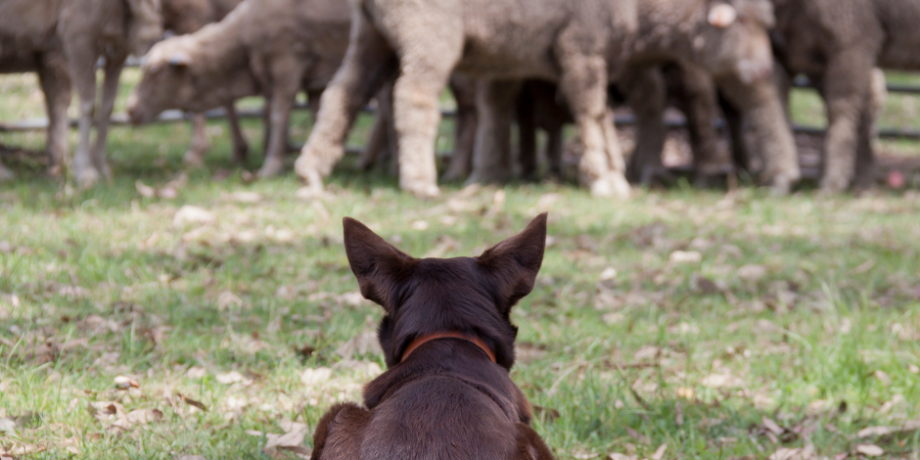 Council Warning on Roaming Dogs After Livestock Attacks