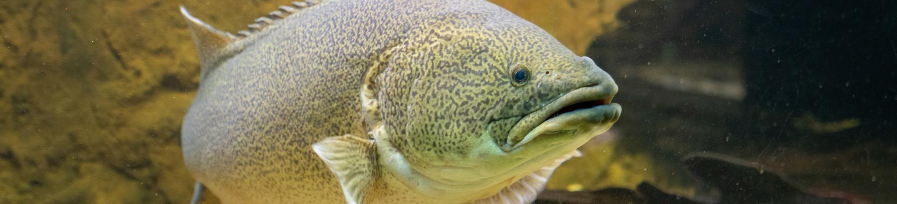 Murray Cod at Narrandera Fisheries Education Centre