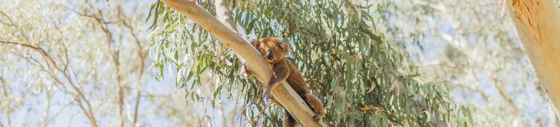 Koala relaxing in the Narrandera Flora and Fauna reserve