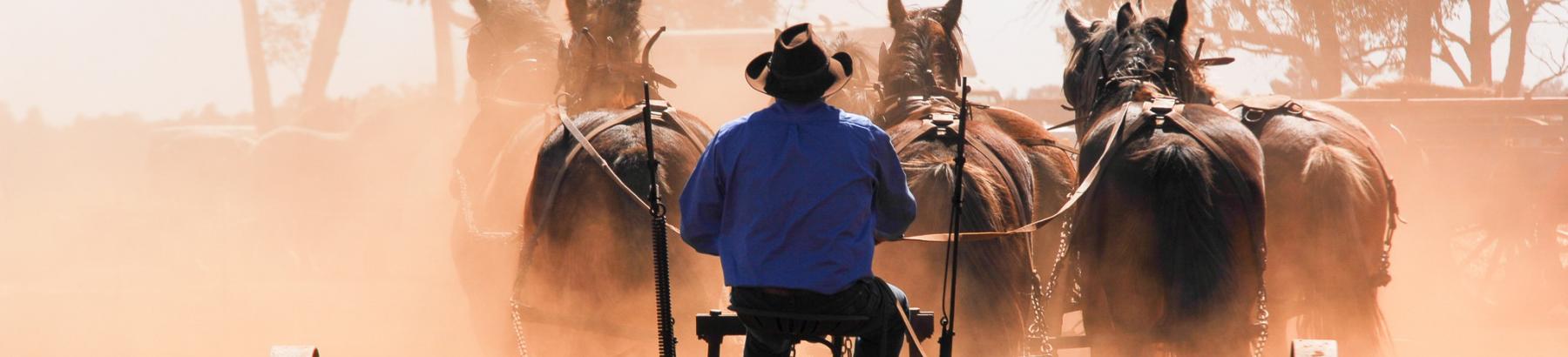 Barellan Clydesdales