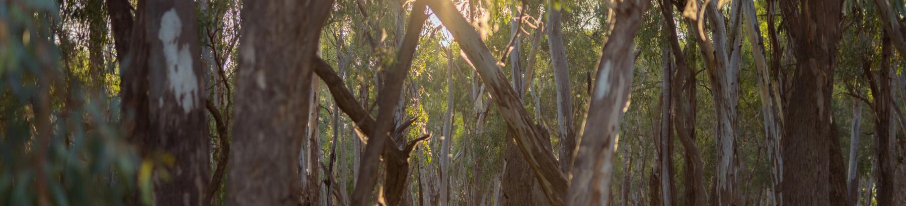 Sunlight through trees at Flora and Fauna reserve