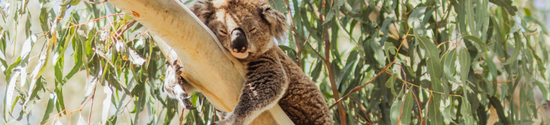 Koala sleeping in tree, inside Narrandera's Flora and Fauna Reserve