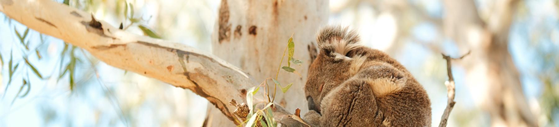 Koala sleeping in sunny tree in Narrandera