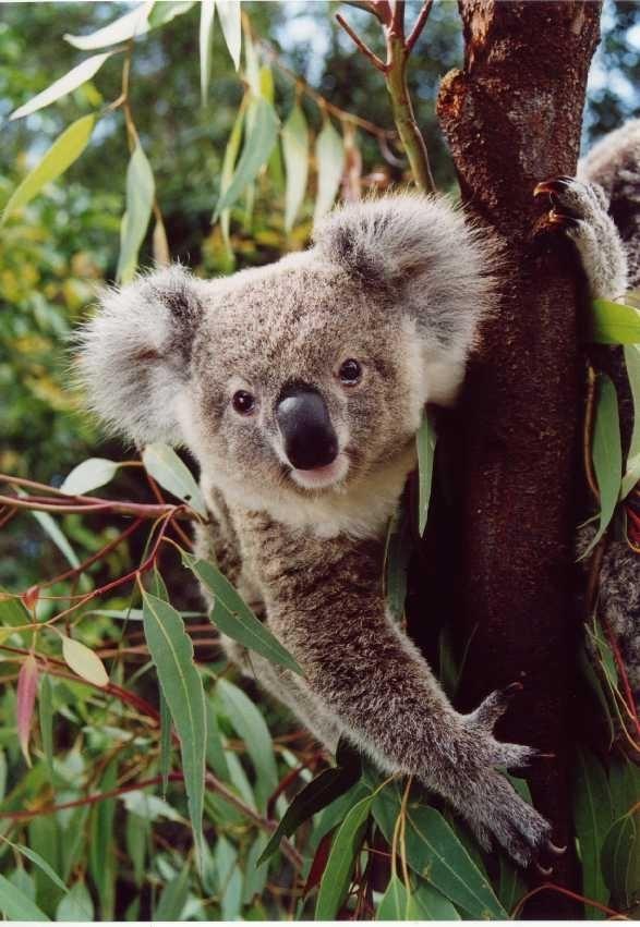 Koala count at Narrandera Flora and Fauna Reserve