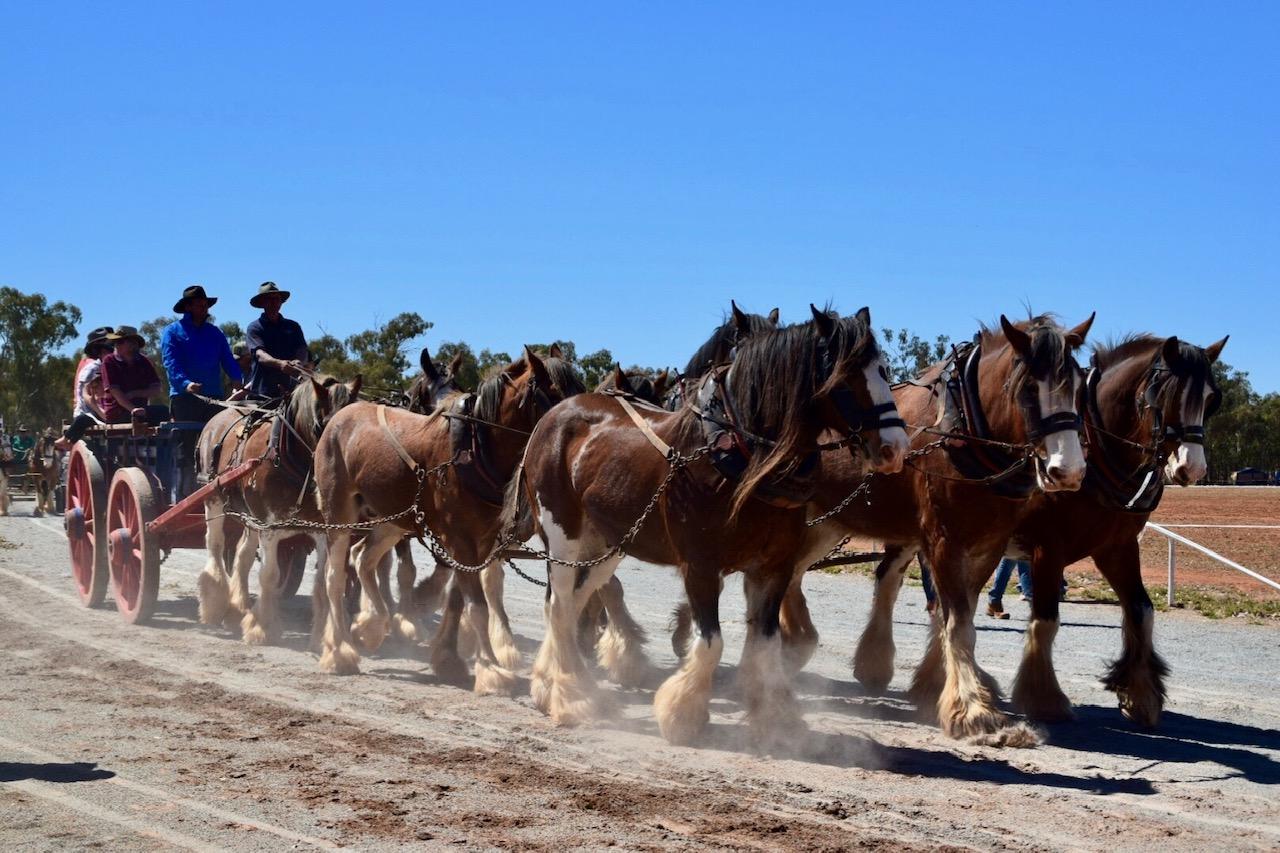 Barellan Working Clydesdales "The Gold Old Days" Weekend