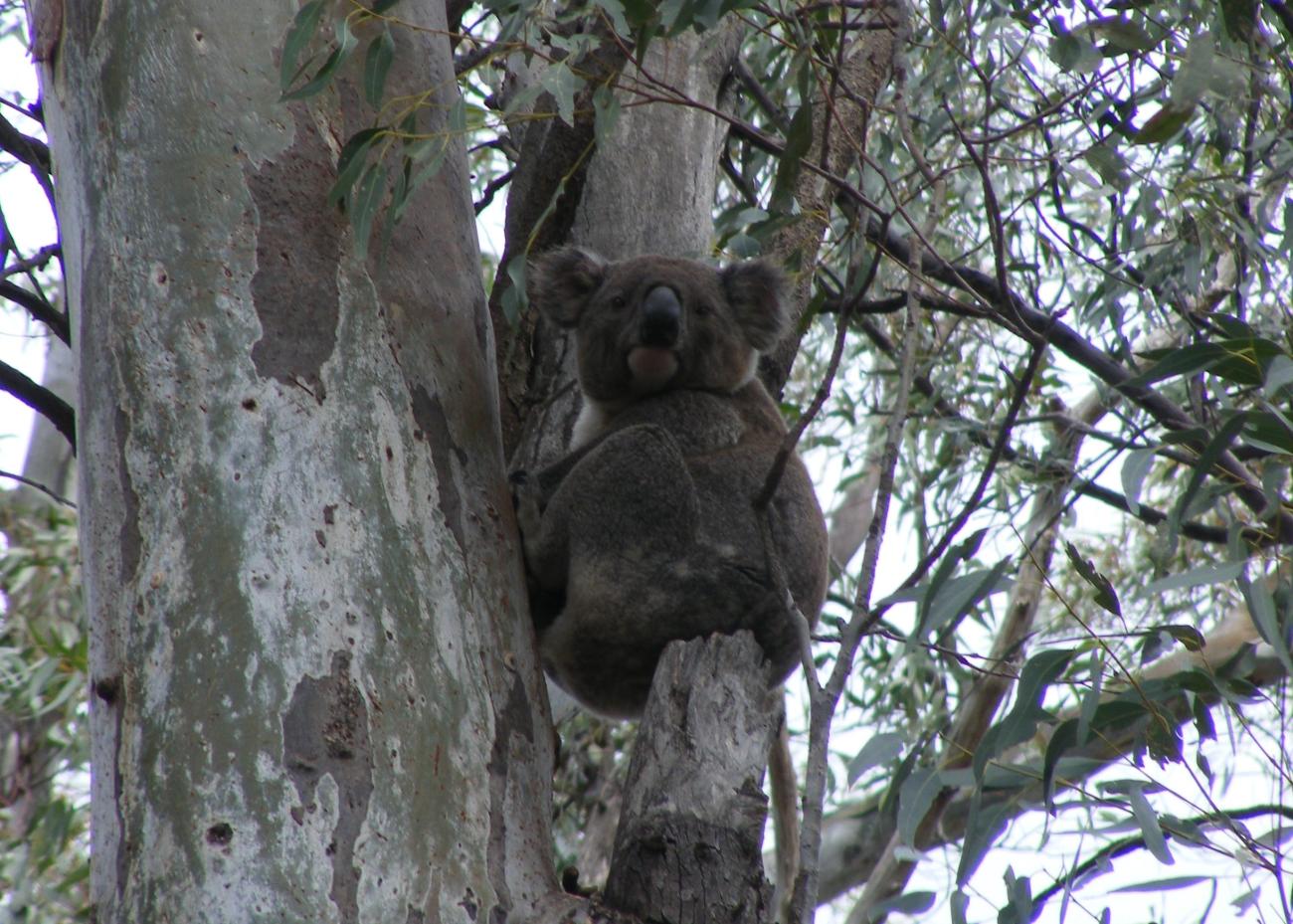 Narrandera Annual Koala Count