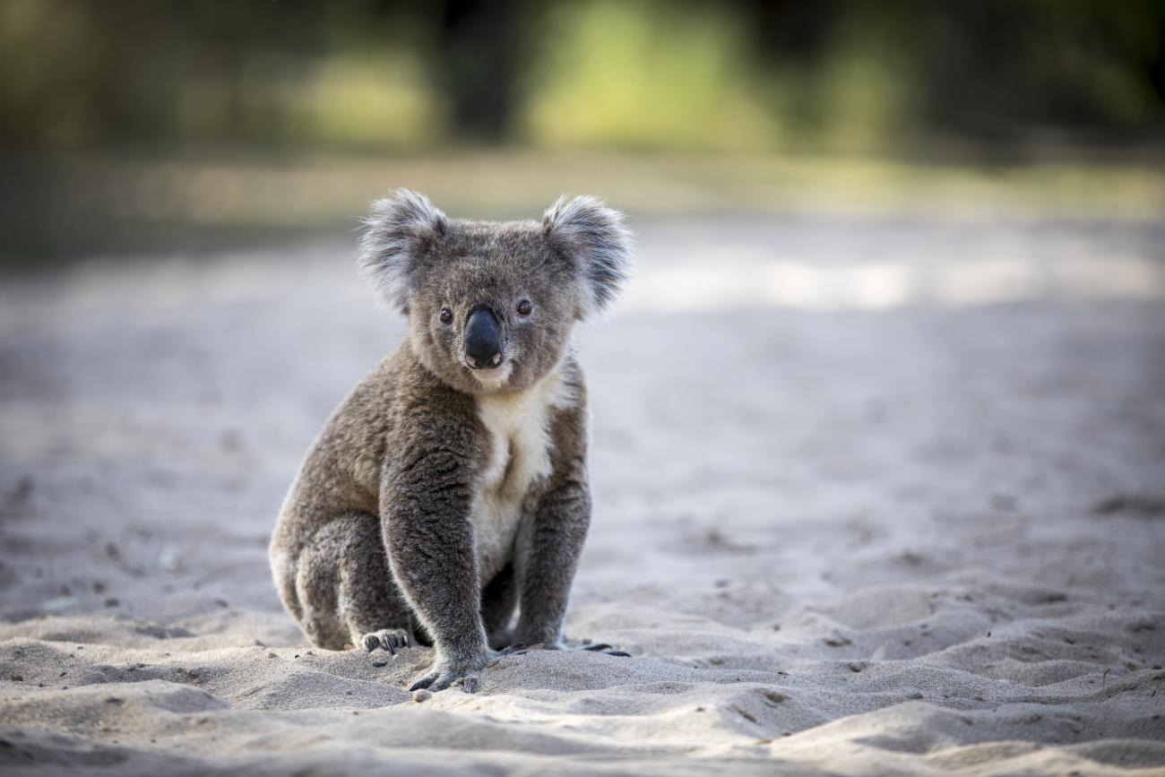 Narrandera Koala Fest 