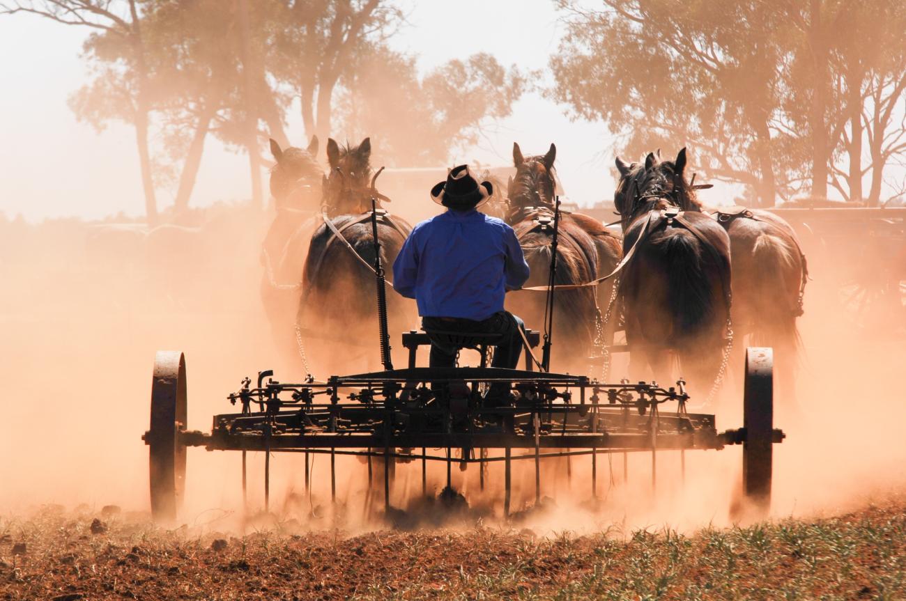 Barellan Clydesdales Good Old Days Event