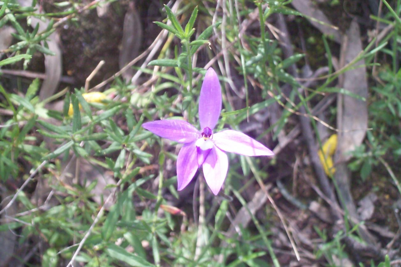 Narrandera Wildfowers