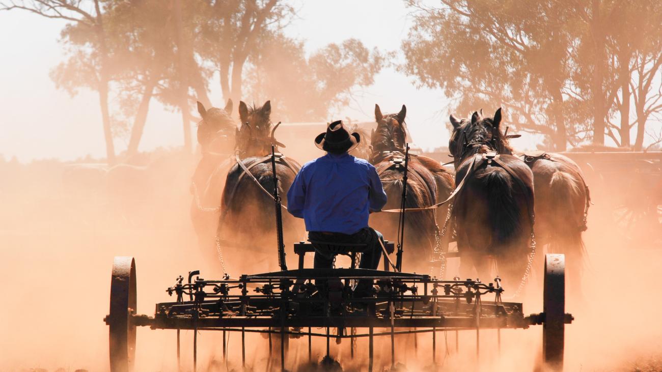 Barellan Clydesdales