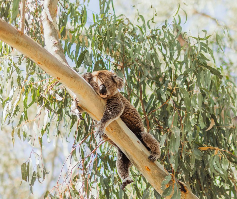 Koala sleeping in tree, inside Narrandera's Flora and Fauna Reserve