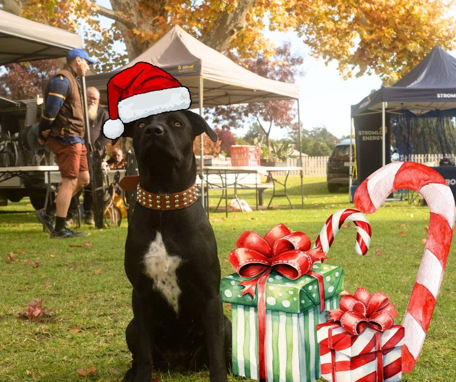 Black dog posing for a photo at the Lions Community Markets with illustrations of a santa hat and presents for their Christmas in July Markets
