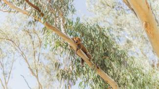 Koala lounging in tree at the Narrandera Flora and Fauna Reserve