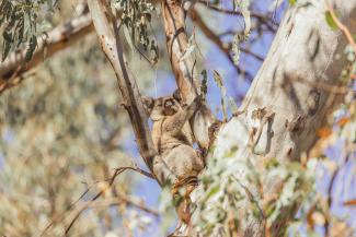 Koala looking out from Eucalyptus tree in the Narrandera Flora and Fauna Reserve