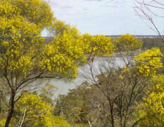 Wattles in bloom along the Bundidgerry Walking Track