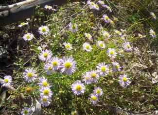 Flora on the Bundidgerry Walking Track