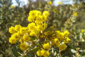 Wattles in bloom