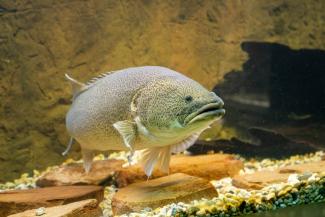 Narrandera Fisheries Education Centre