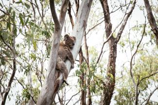 Koala resting high branches in the Narrandera Flora and Fauna Reserve.