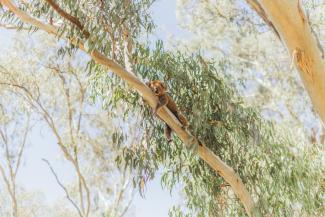 Narrandera sprawled on branch in Narrandera Flora and Fauna Reserve.