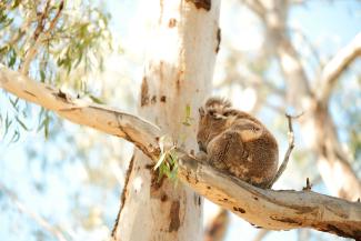 Juvenile koala sleeping on sunny branch in tree in Narrandera.