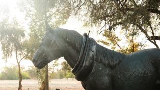 Barellan Clydesdale Statue at Sunset